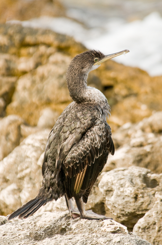 Kormoran