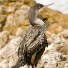 Kormoran