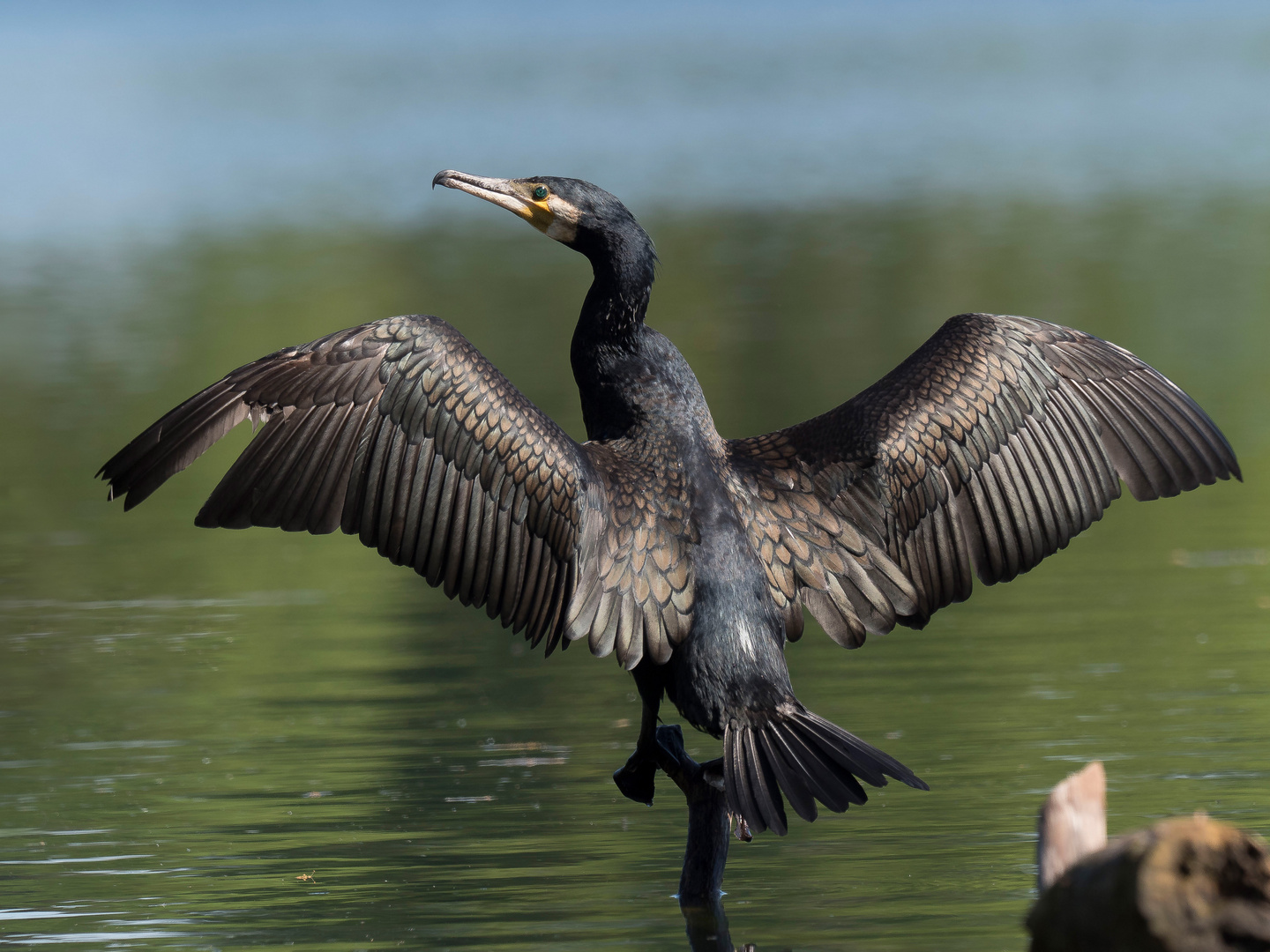 Kormoran