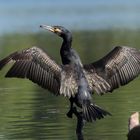 Kormoran