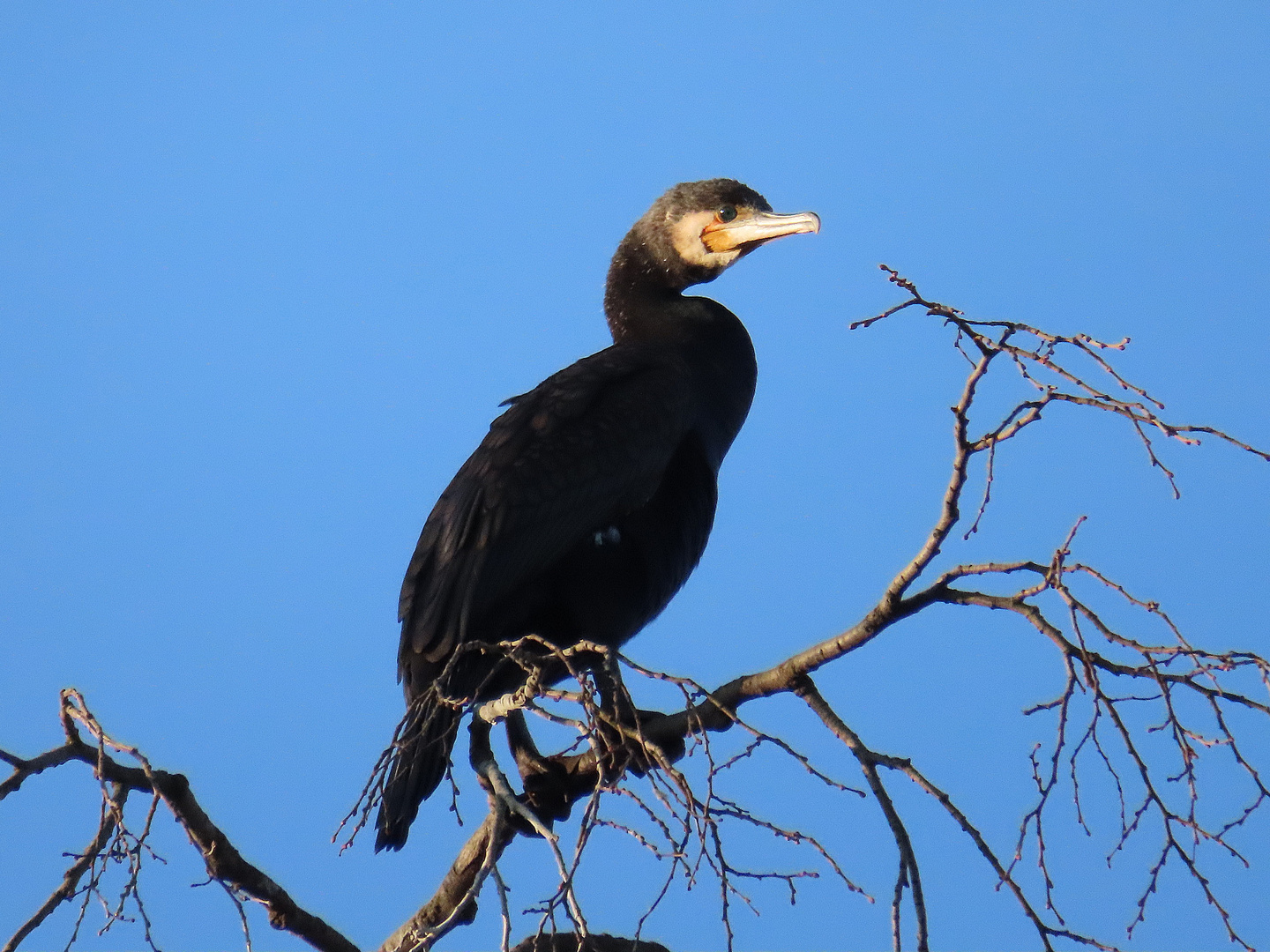 Kormoran