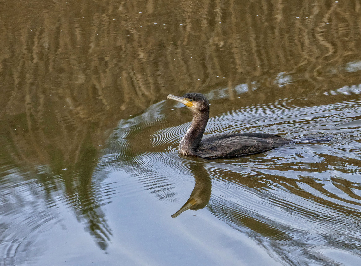 Kormoran