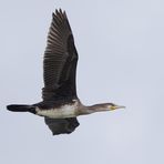 KORMORAN