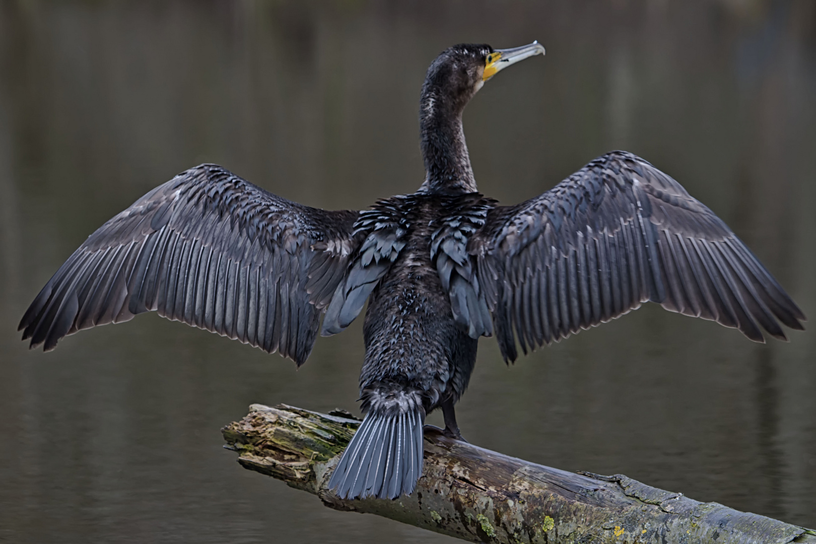 Kormoran