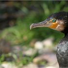 Kormoran