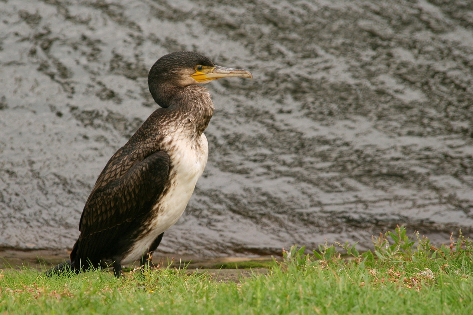 Kormoran