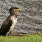 Kormoran