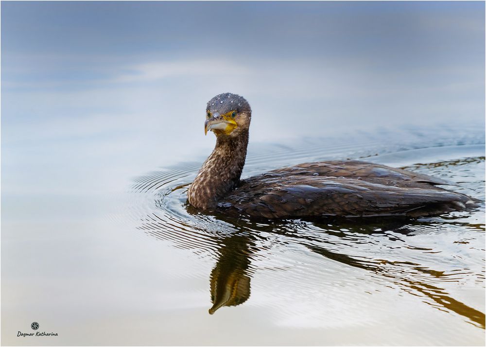 Kormoran 