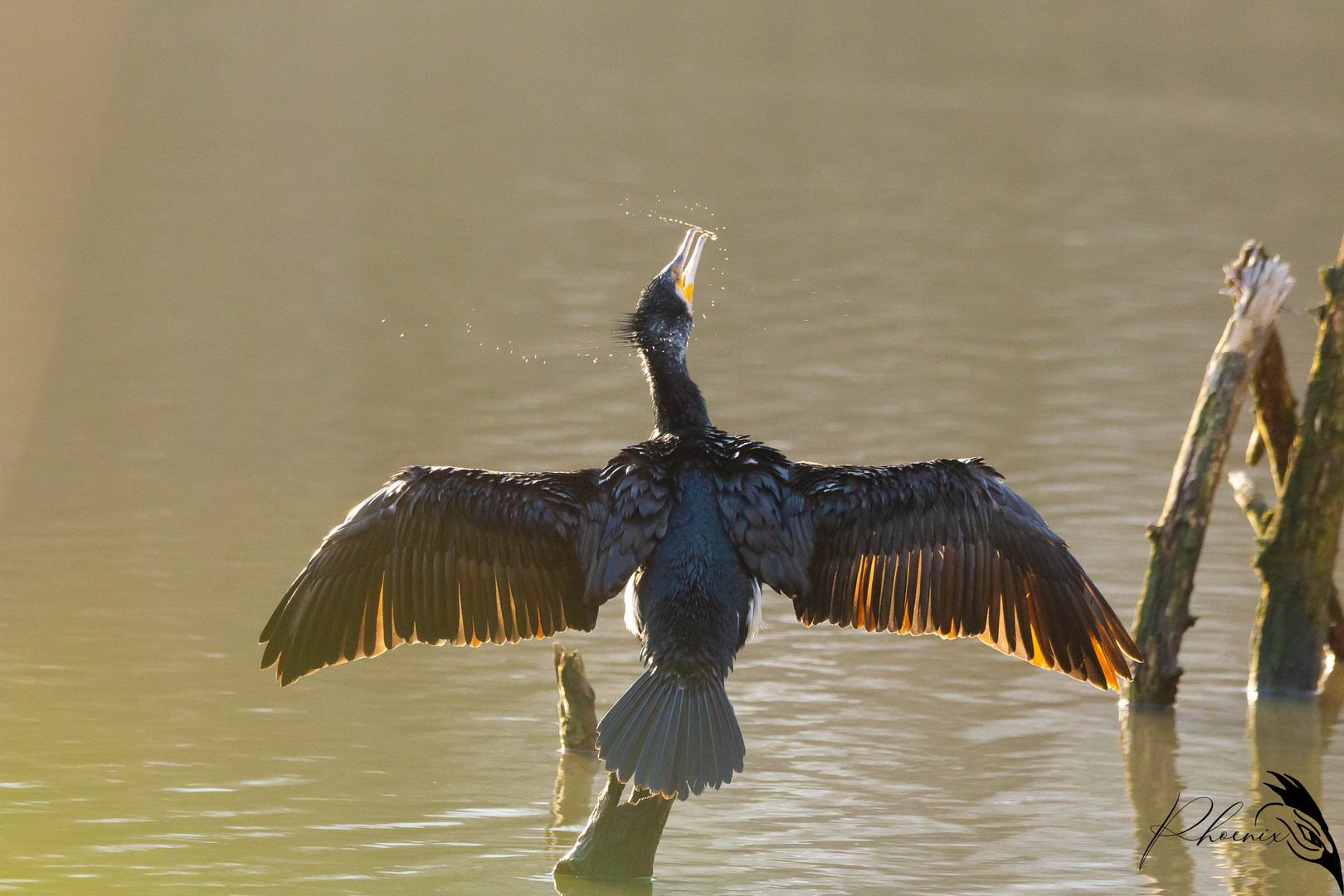 Kormoran