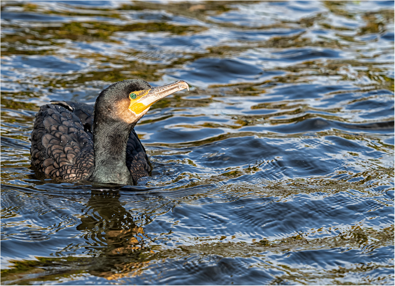Kormoran Foto & Bild | city, nature, world Bilder auf fotocommunity