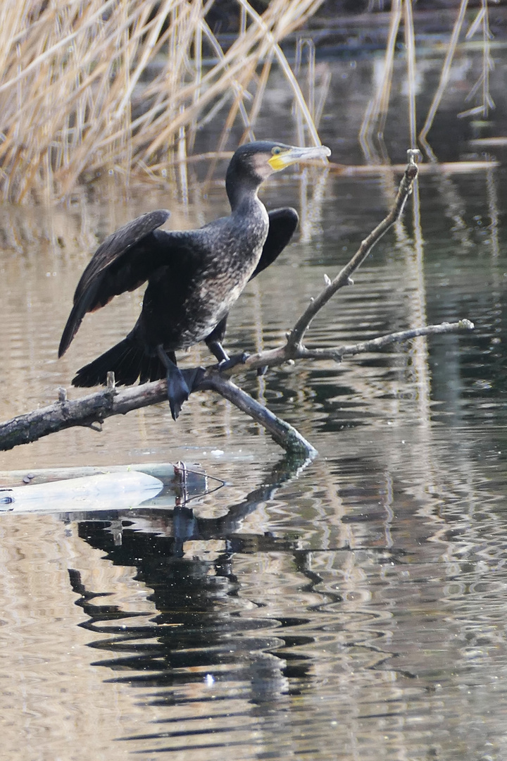 Kormoran