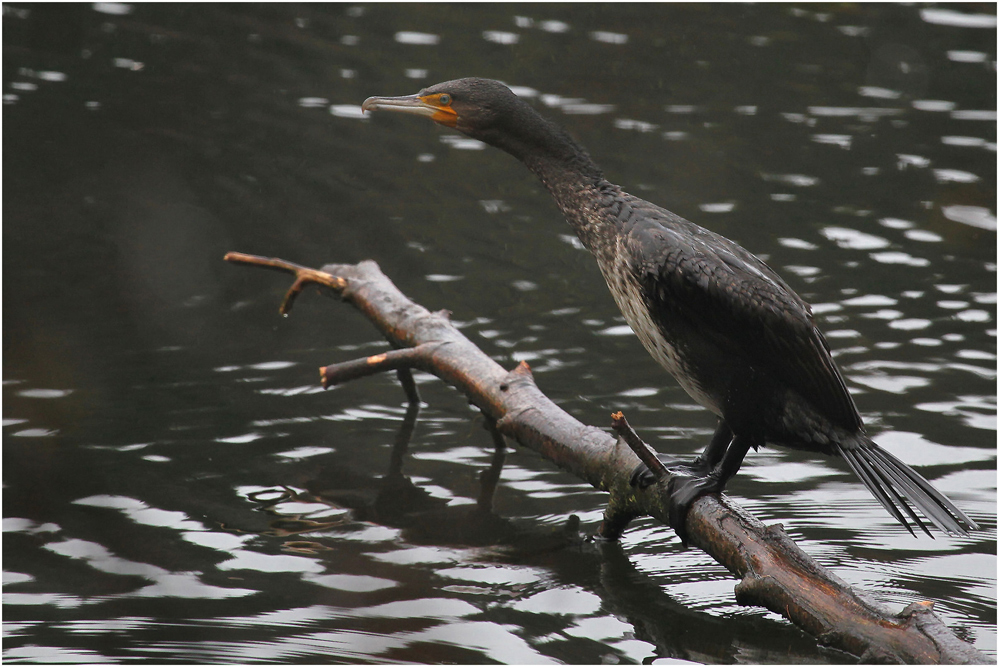 Kormoran