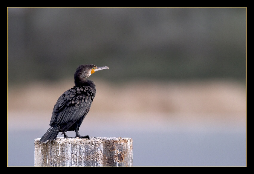 Kormoran