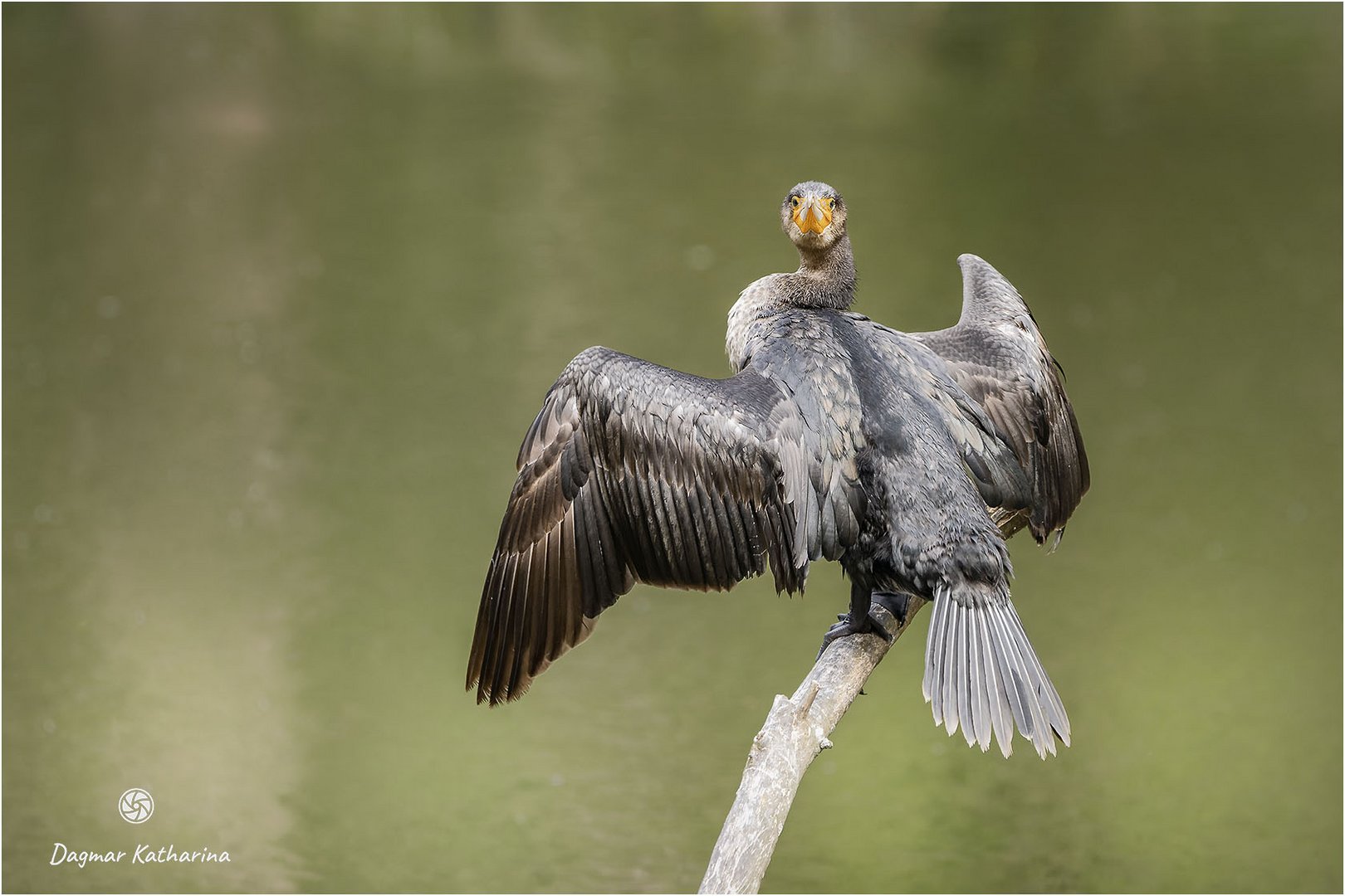 Kormoran 