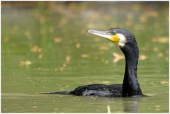 Kormoran