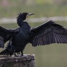 Kormoran