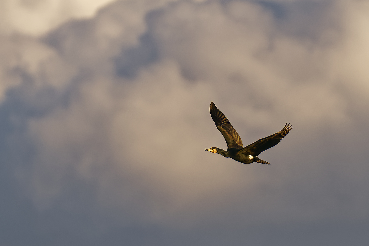 Kormoran