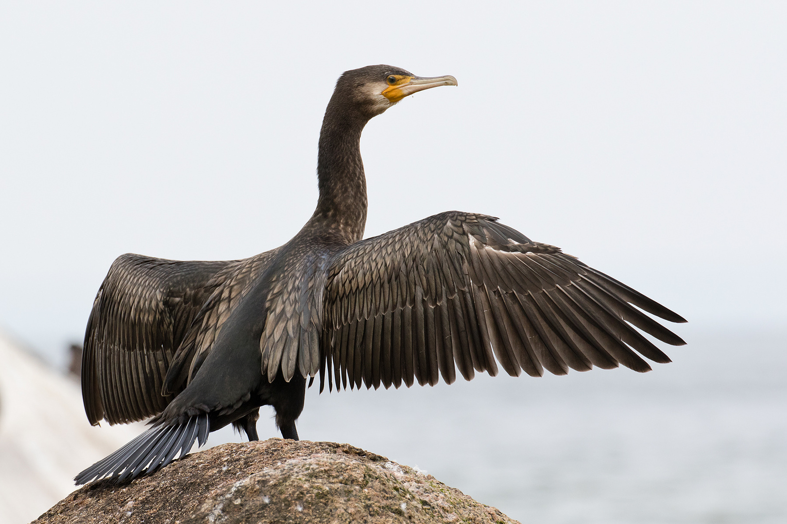 Kormoran