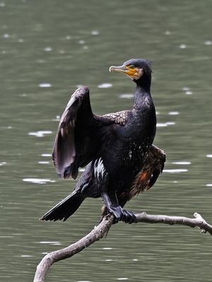 Kormoran
