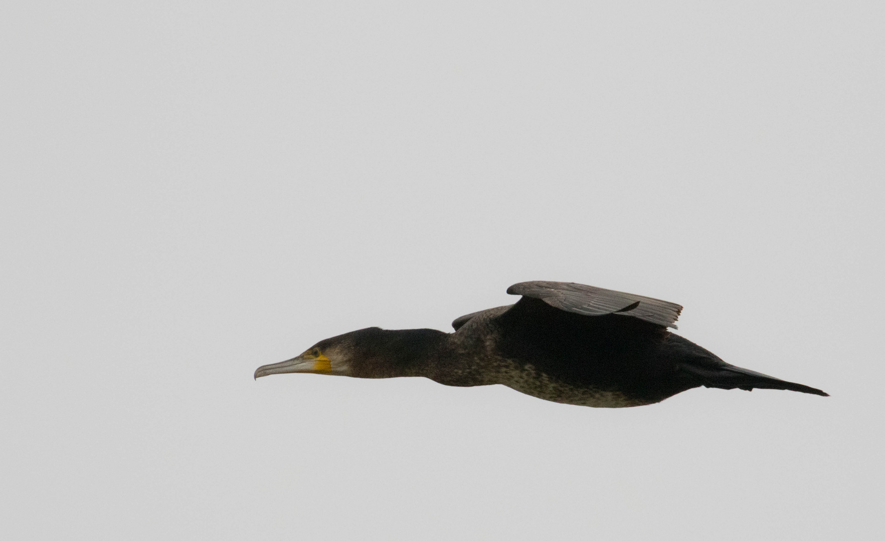 Kormoran