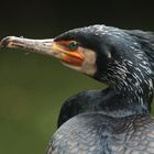 kormoran