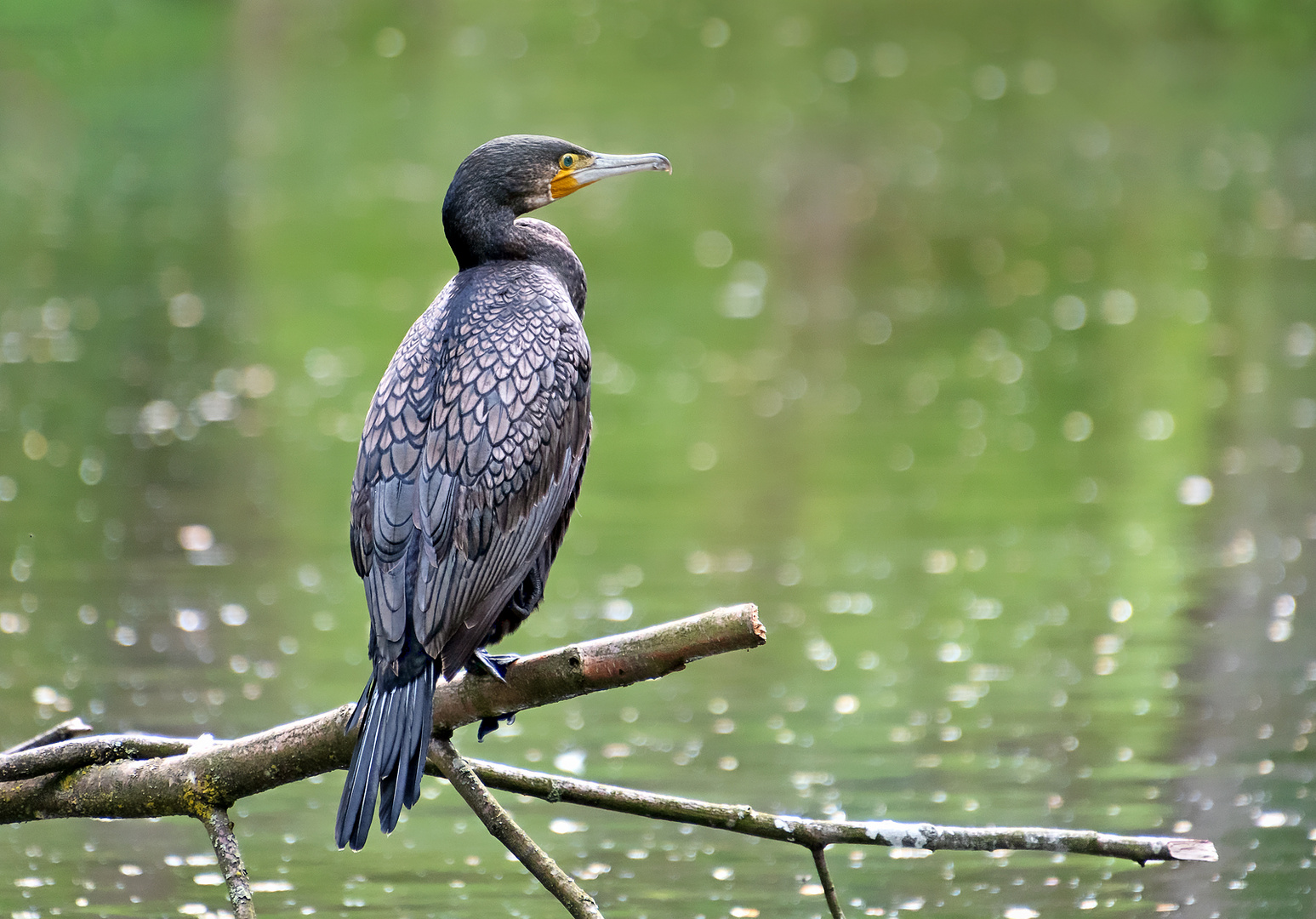 Kormoran