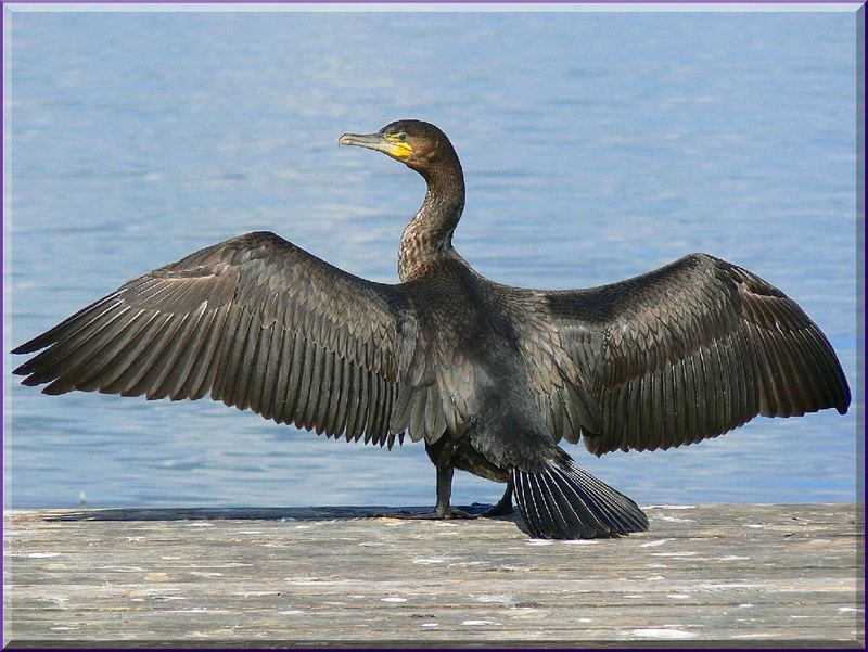 Kormoran