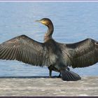 Kormoran