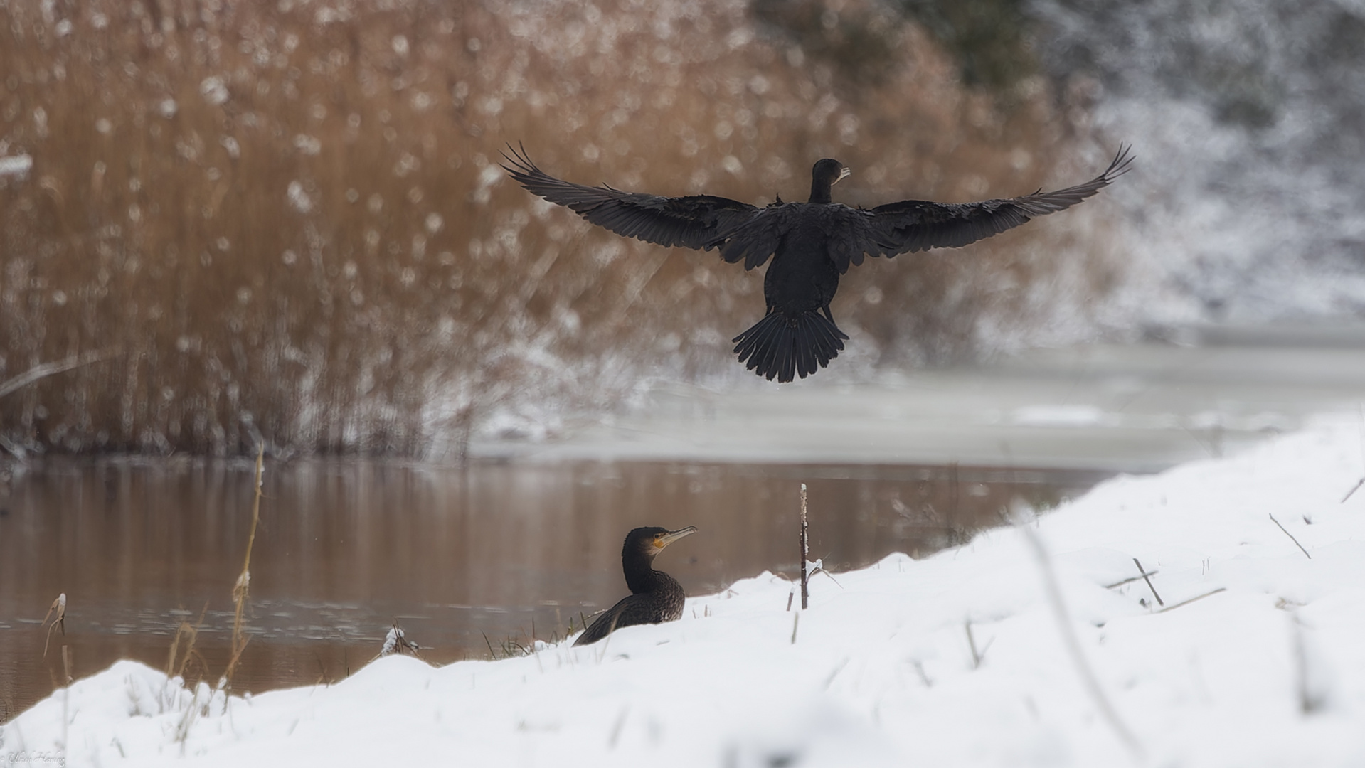 Kormoran 