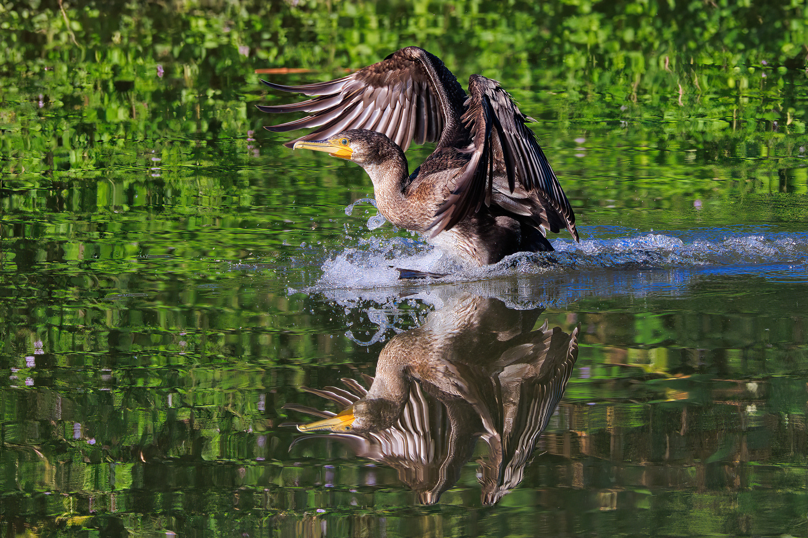 Kormoran