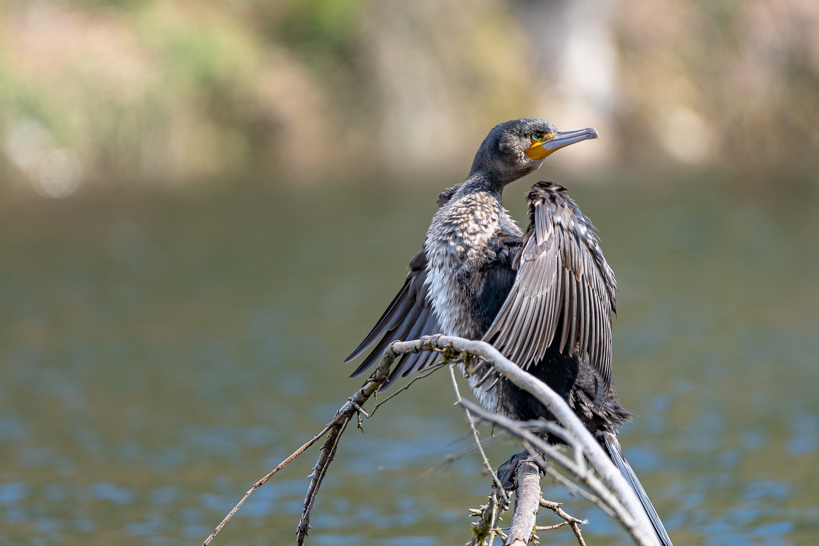 Kormoran