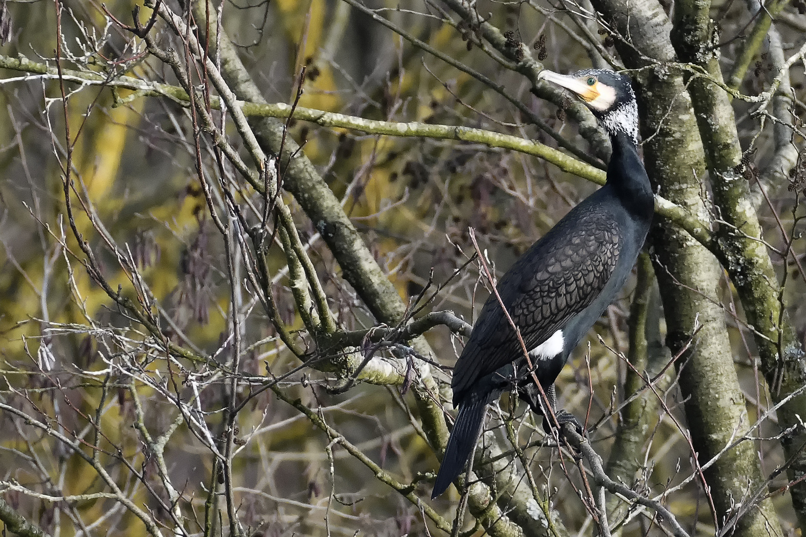 Kormoran