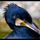 Kormoran