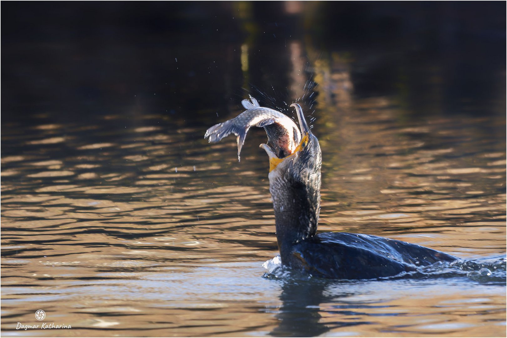 Kormoran 