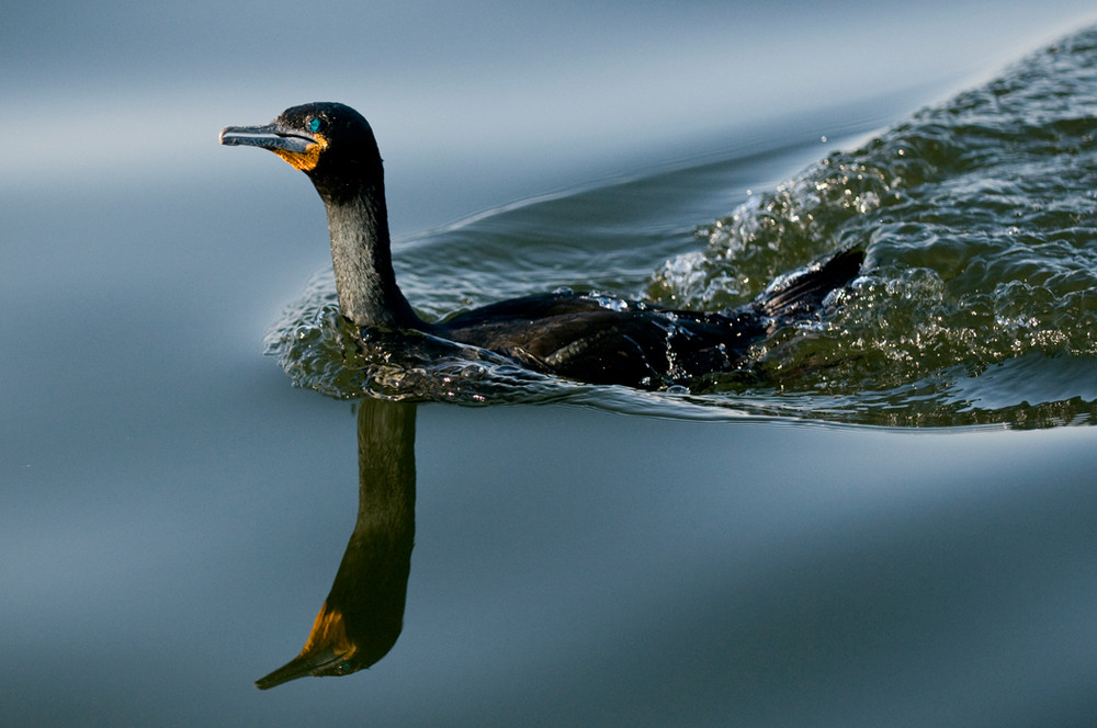 Kormoran