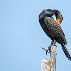 Kormoran