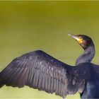 Kormoran 