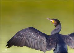 Kormoran 