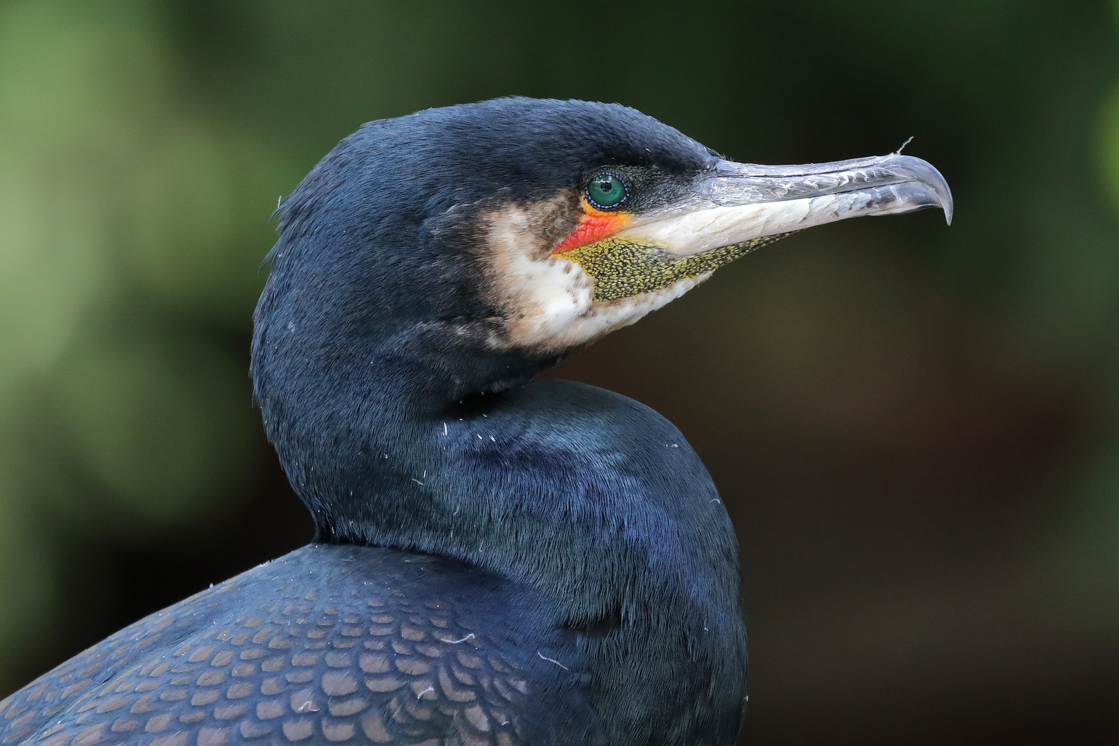 Kormoran