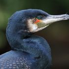 Kormoran