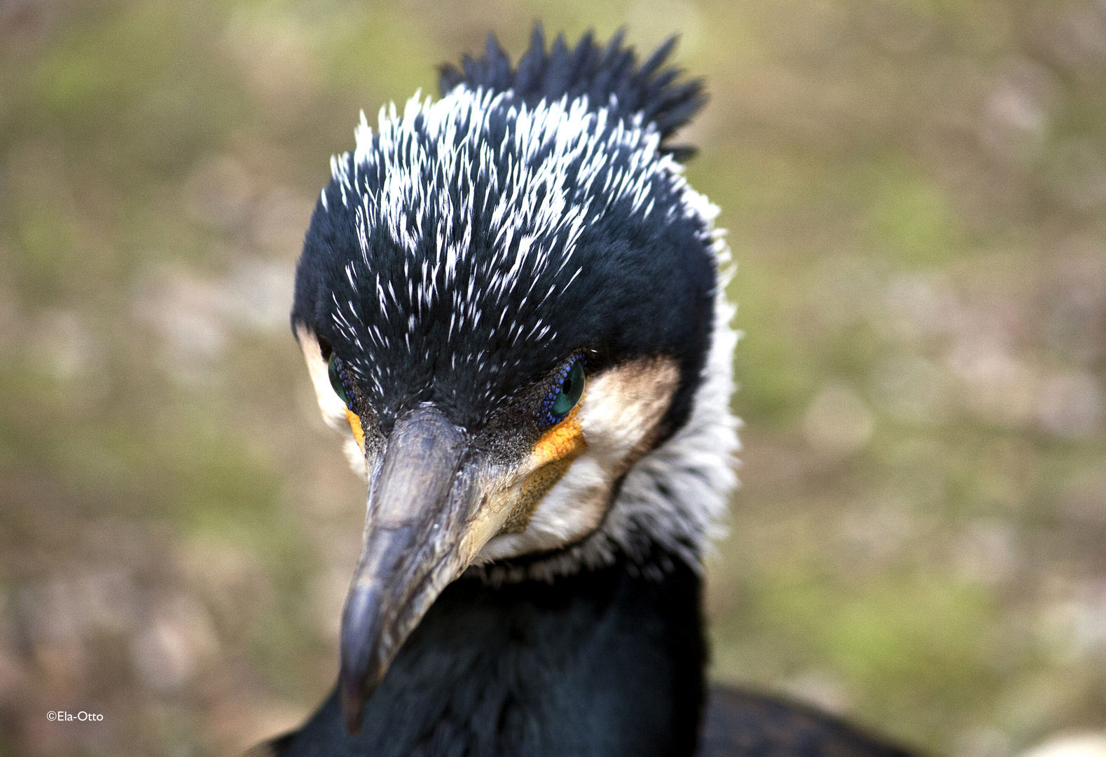 Kormoran