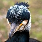 Kormoran