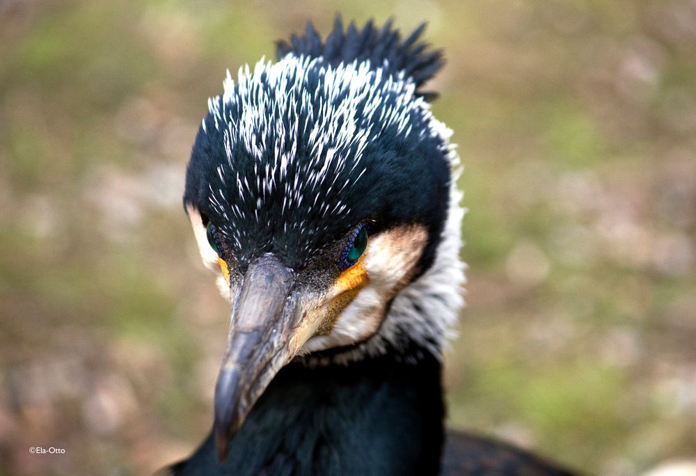 Kormoran