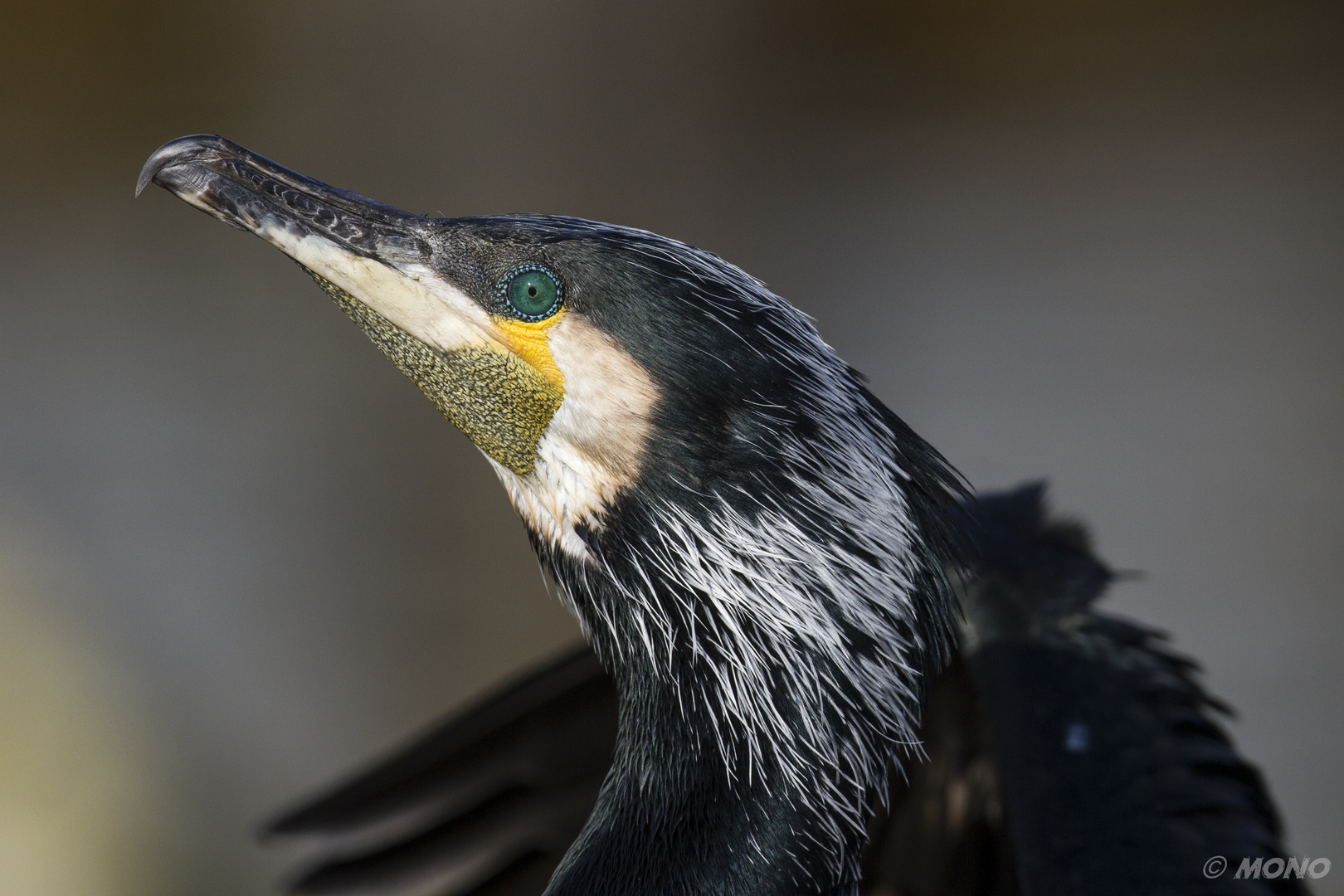 Kormoran