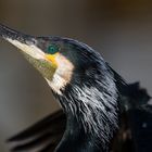 Kormoran