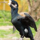 Kormoran