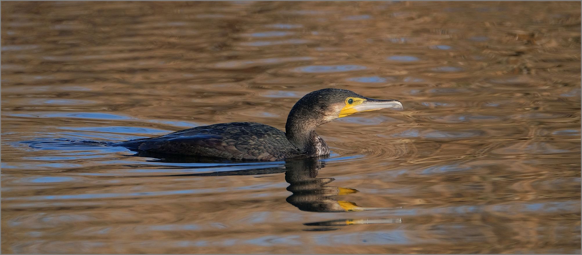 kormoran