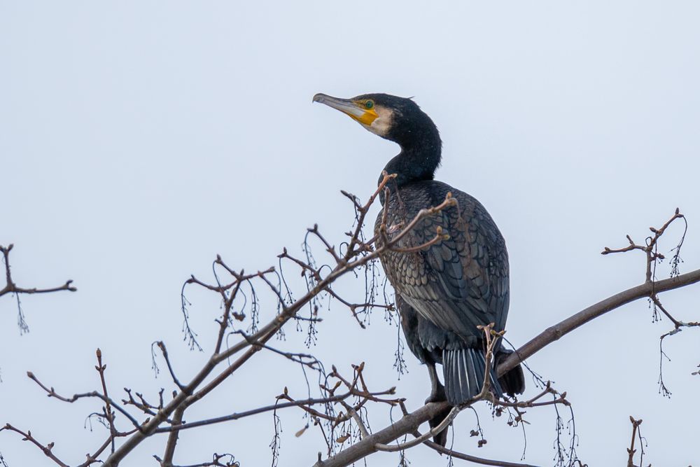 Kormoran