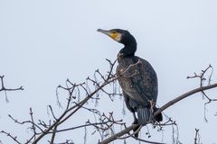 Kormoran