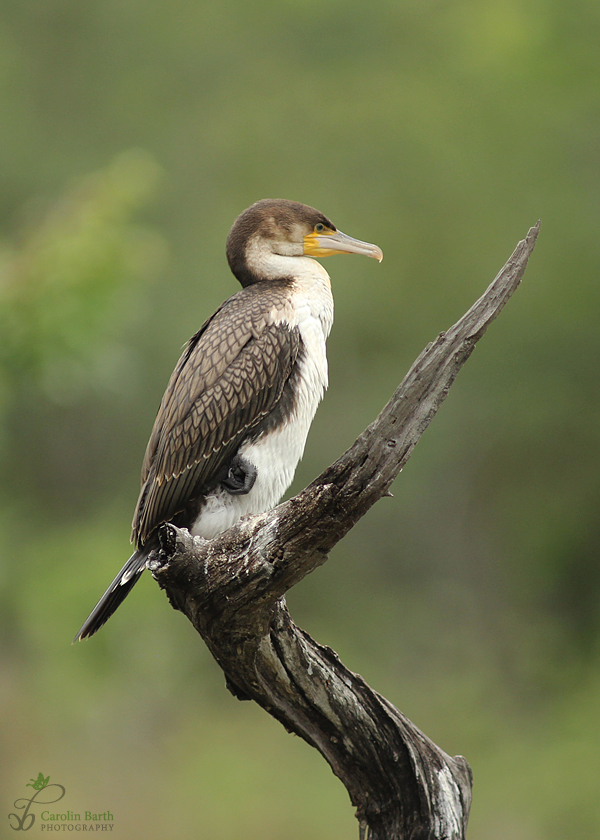 Kormoran